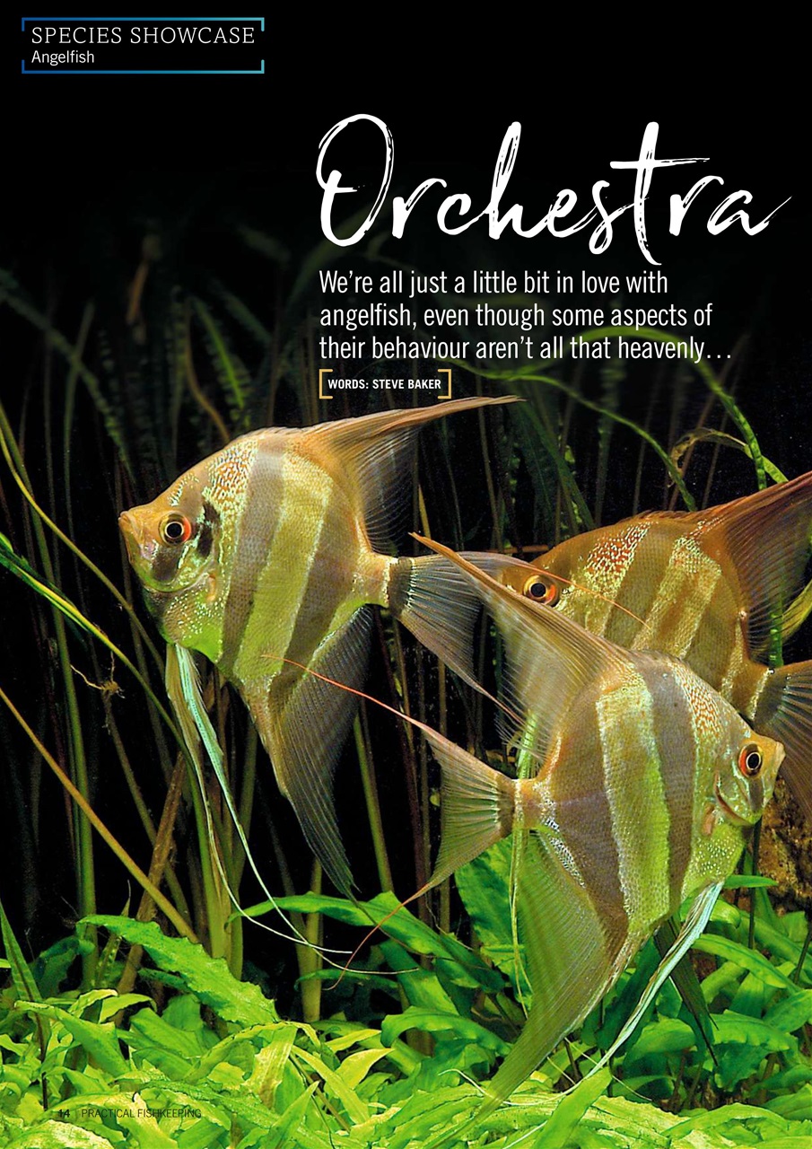 Practical Fishkeeping Preview Pages