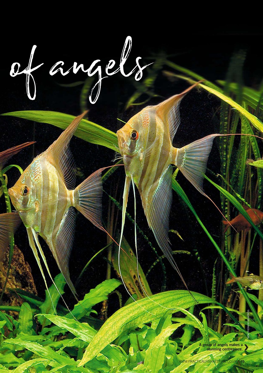 Practical Fishkeeping Preview Pages