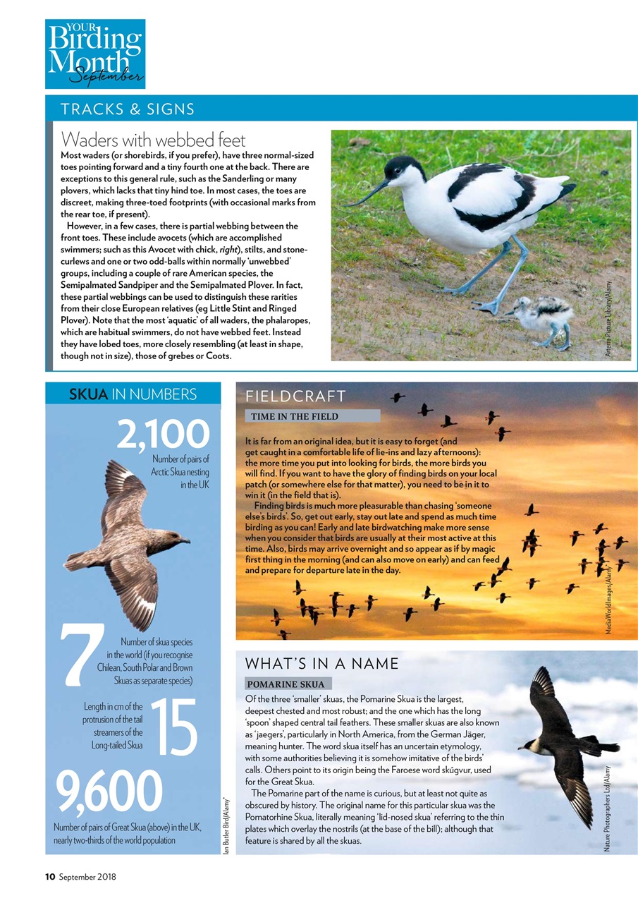 Bird Watching Preview Pages