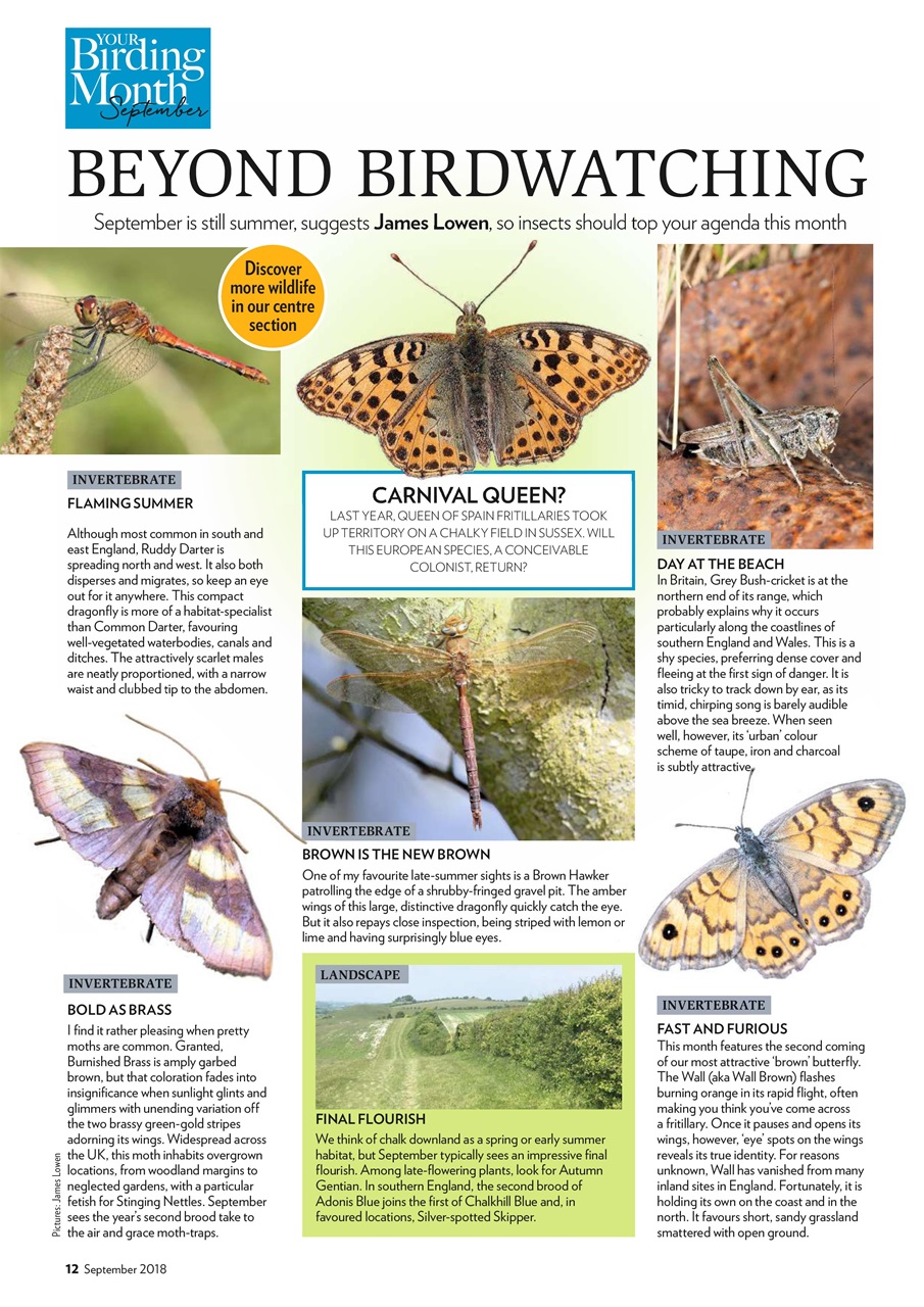 Bird Watching Preview Pages