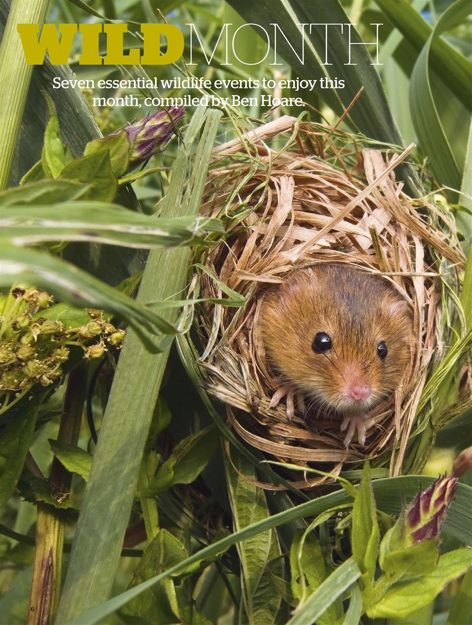 BBC Wildlife Magazine Preview Pages