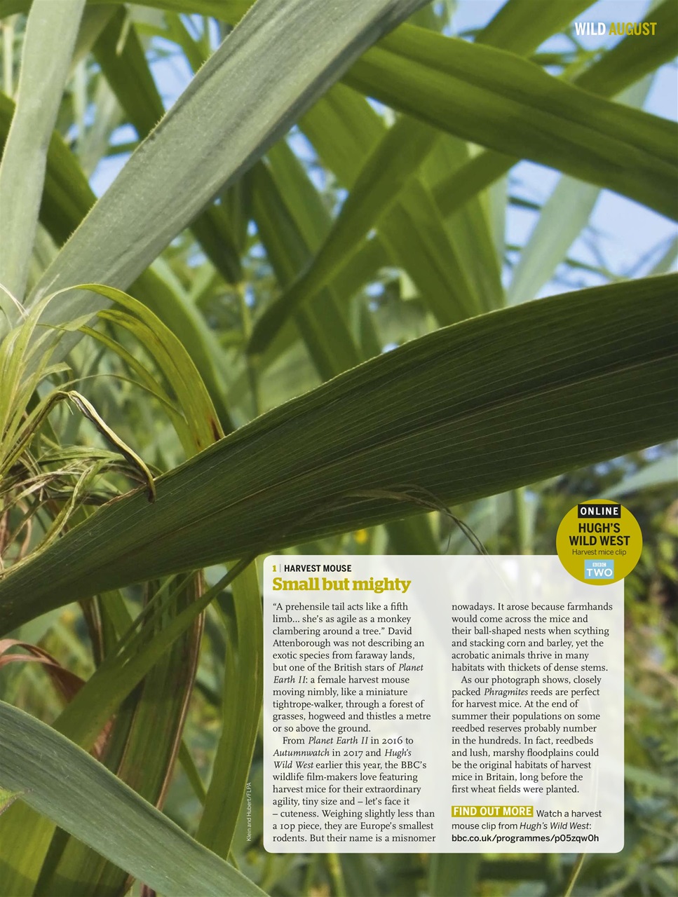 BBC Wildlife Magazine Preview Pages