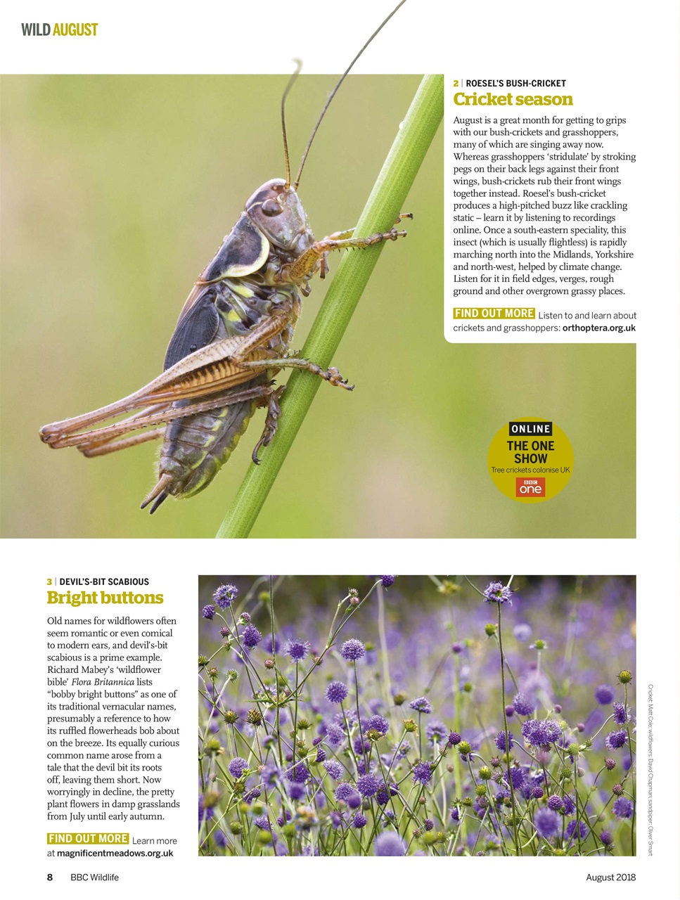 BBC Wildlife Magazine Preview Pages