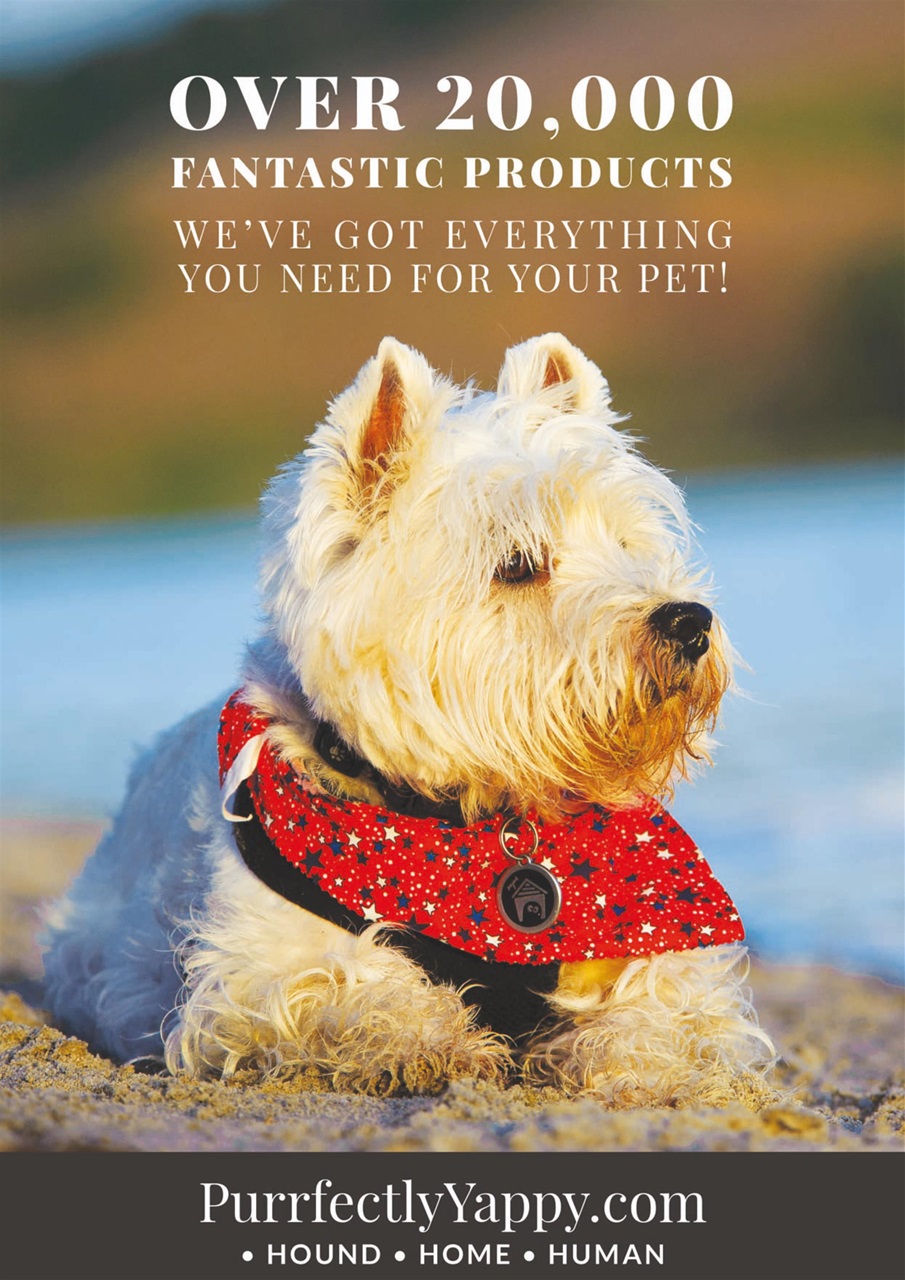 Dogs Today Magazine Preview Pages