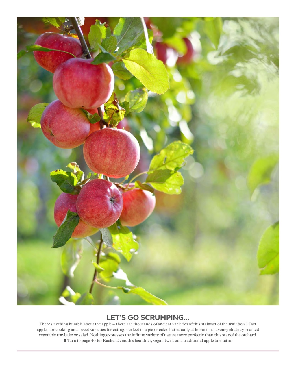 Vegetarian Living Preview Pages