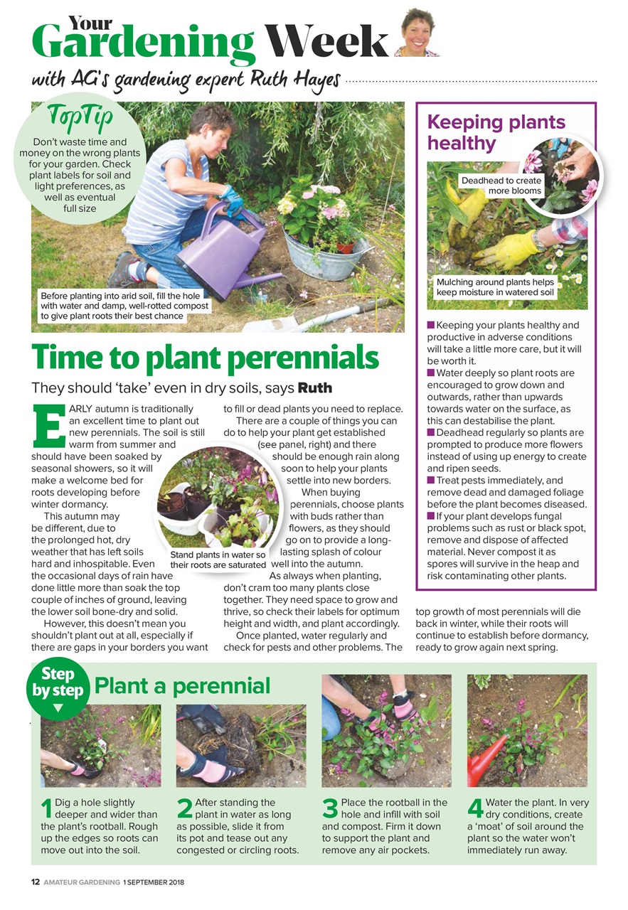 Amateur Gardening Preview Pages