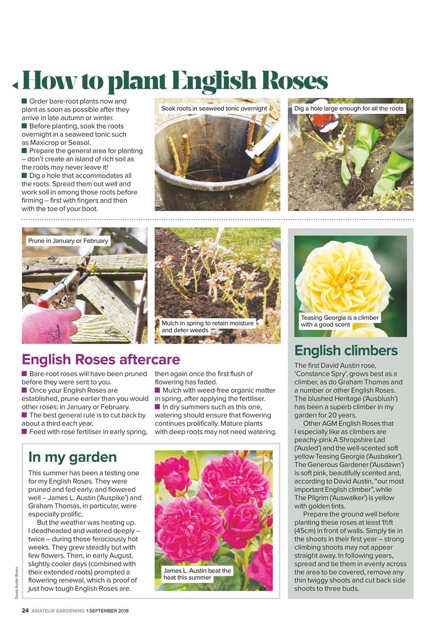 Amateur Gardening Preview Pages