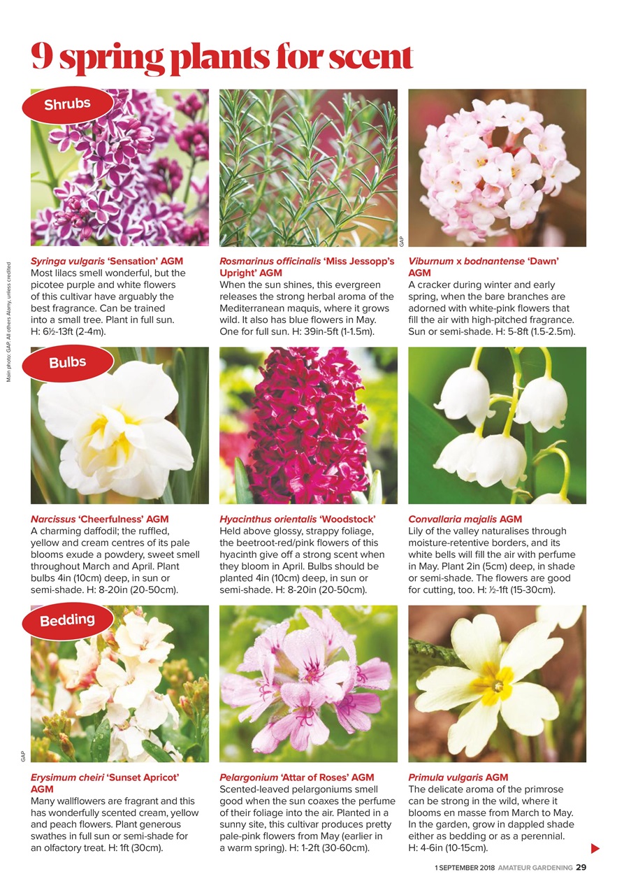 Amateur Gardening Preview Pages
