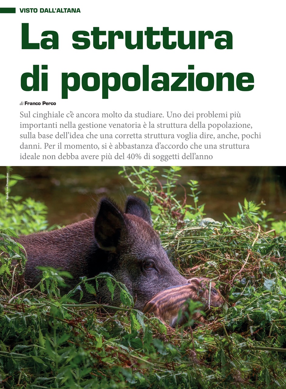 IL CINGHIALE CHE PASSIONE Preview Pages
