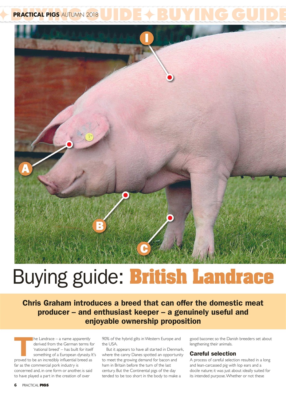 Practical Pigs Preview Pages