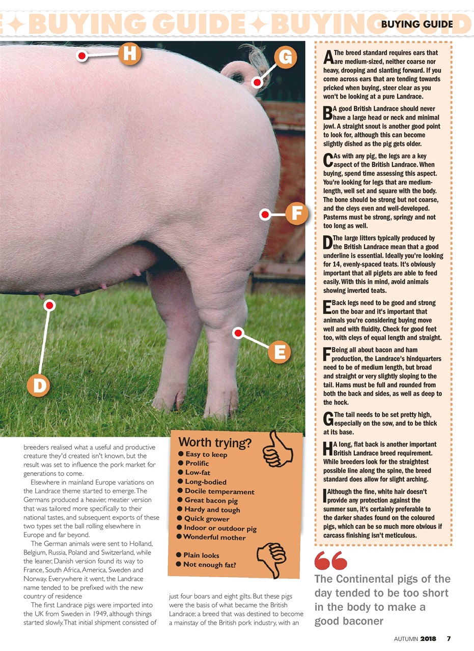 Practical Pigs Preview Pages