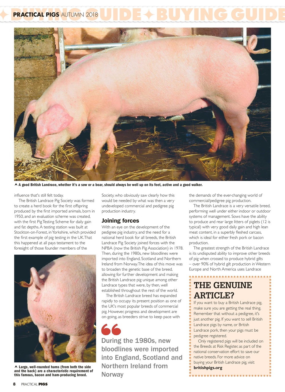 Practical Pigs Preview Pages