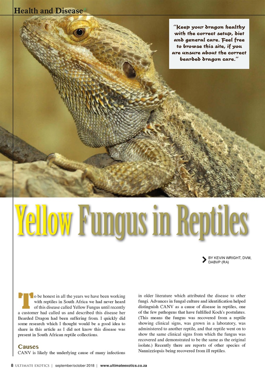 Ultimate Exotics Preview Pages