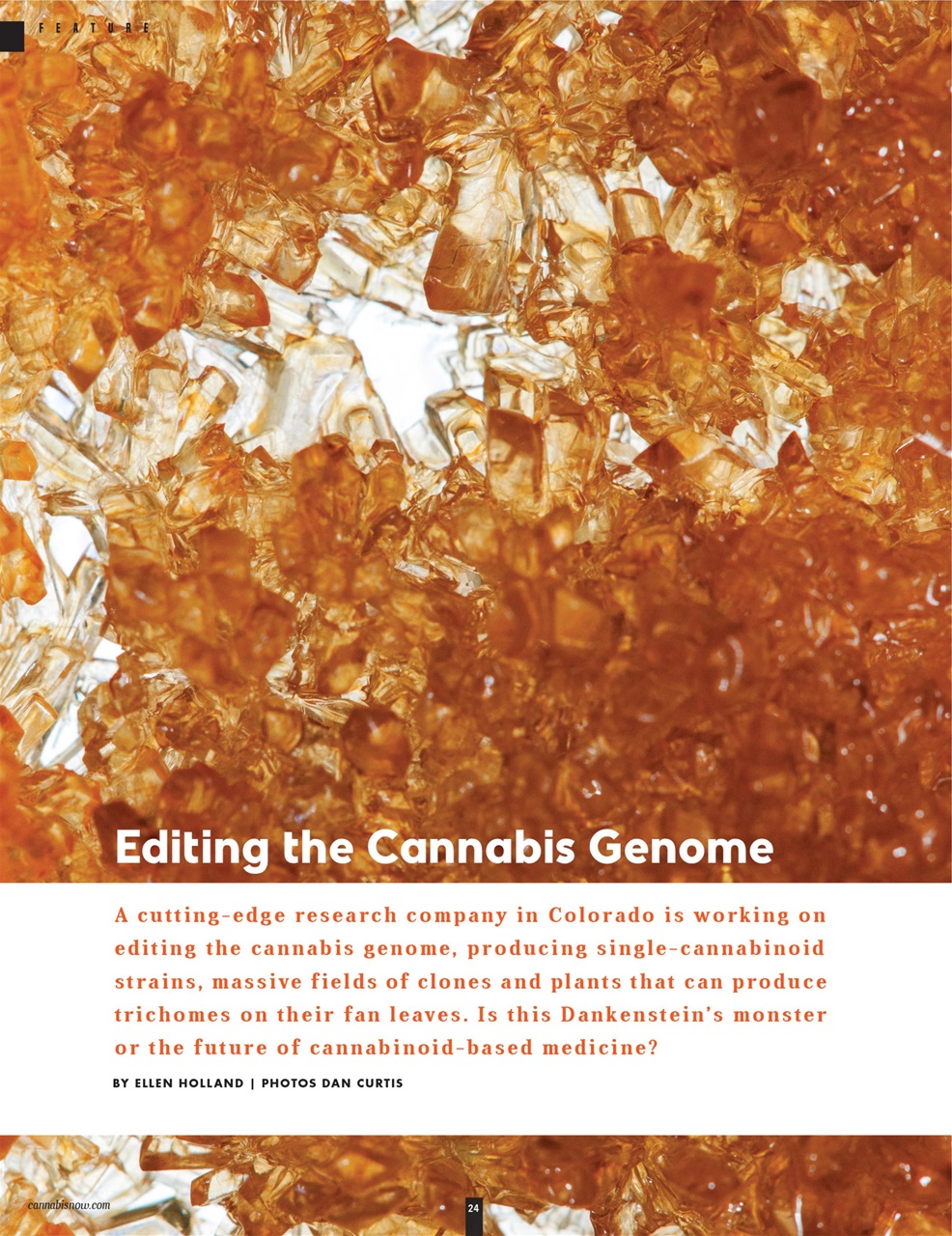 Cannabis Now Preview Pages