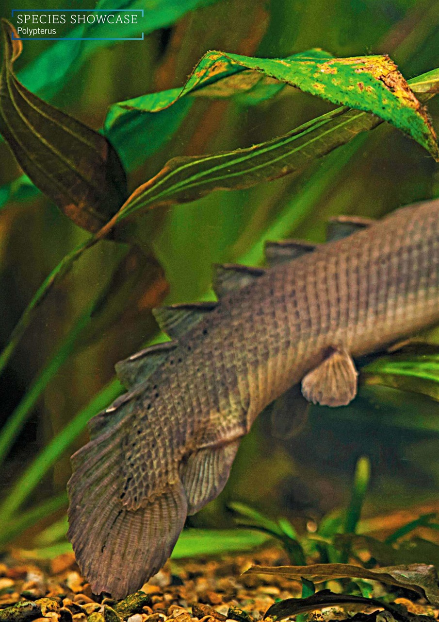 Practical Fishkeeping Preview Pages