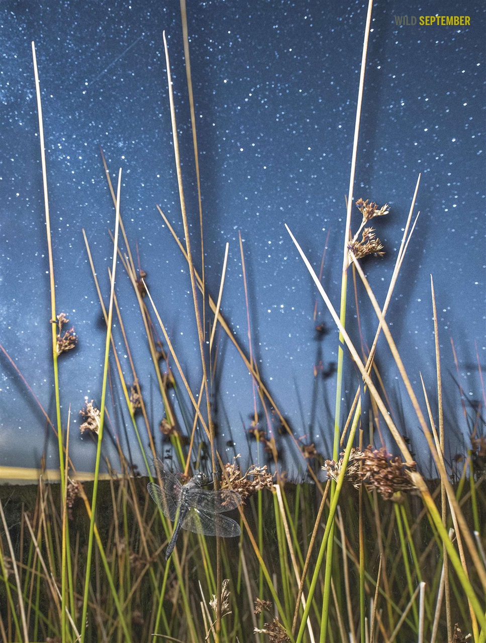 BBC Wildlife Magazine Preview Pages