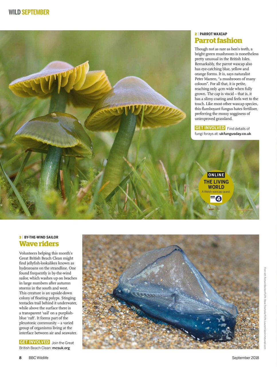 BBC Wildlife Magazine Preview Pages