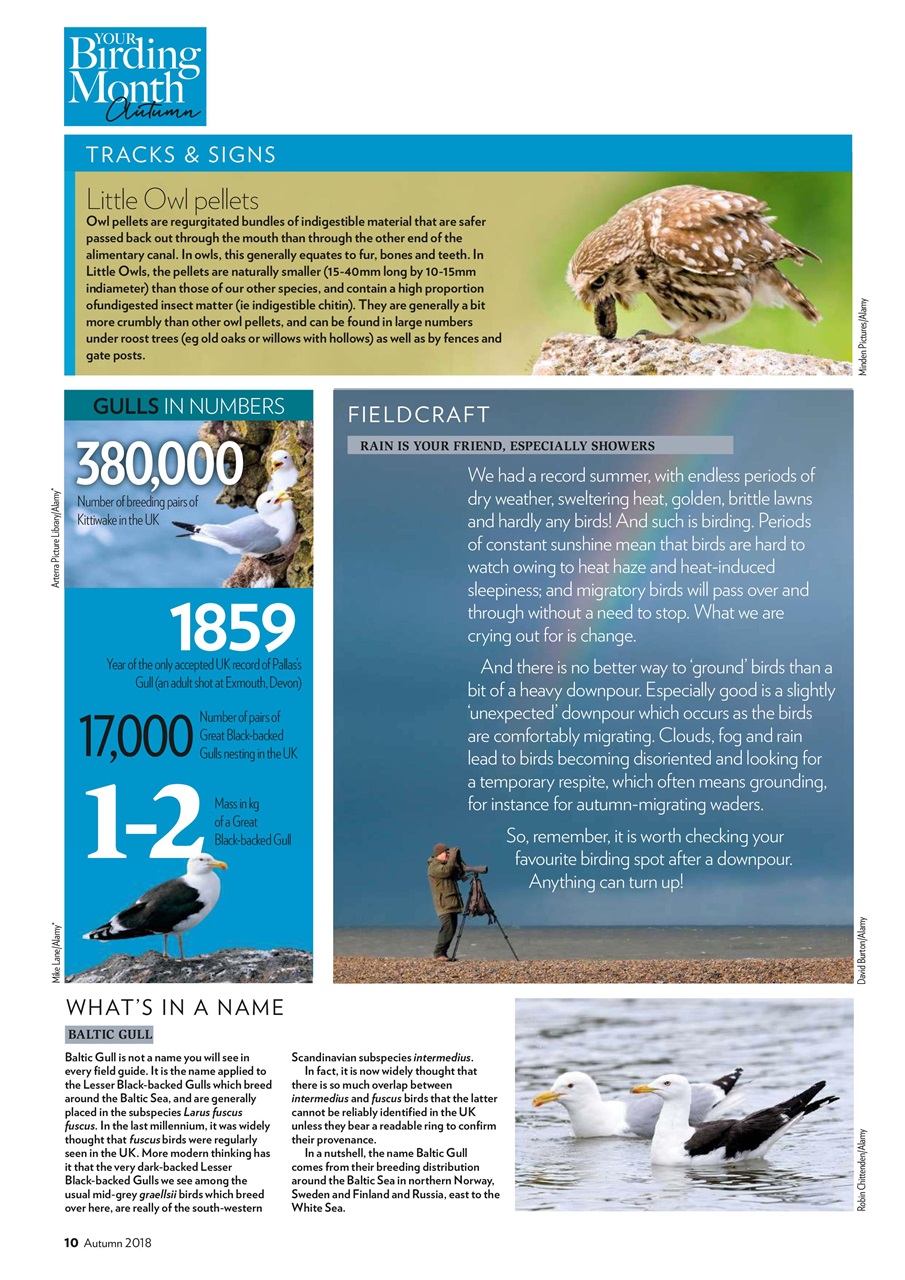 Bird Watching Preview Pages