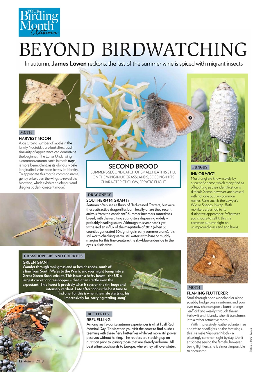 Bird Watching Preview Pages