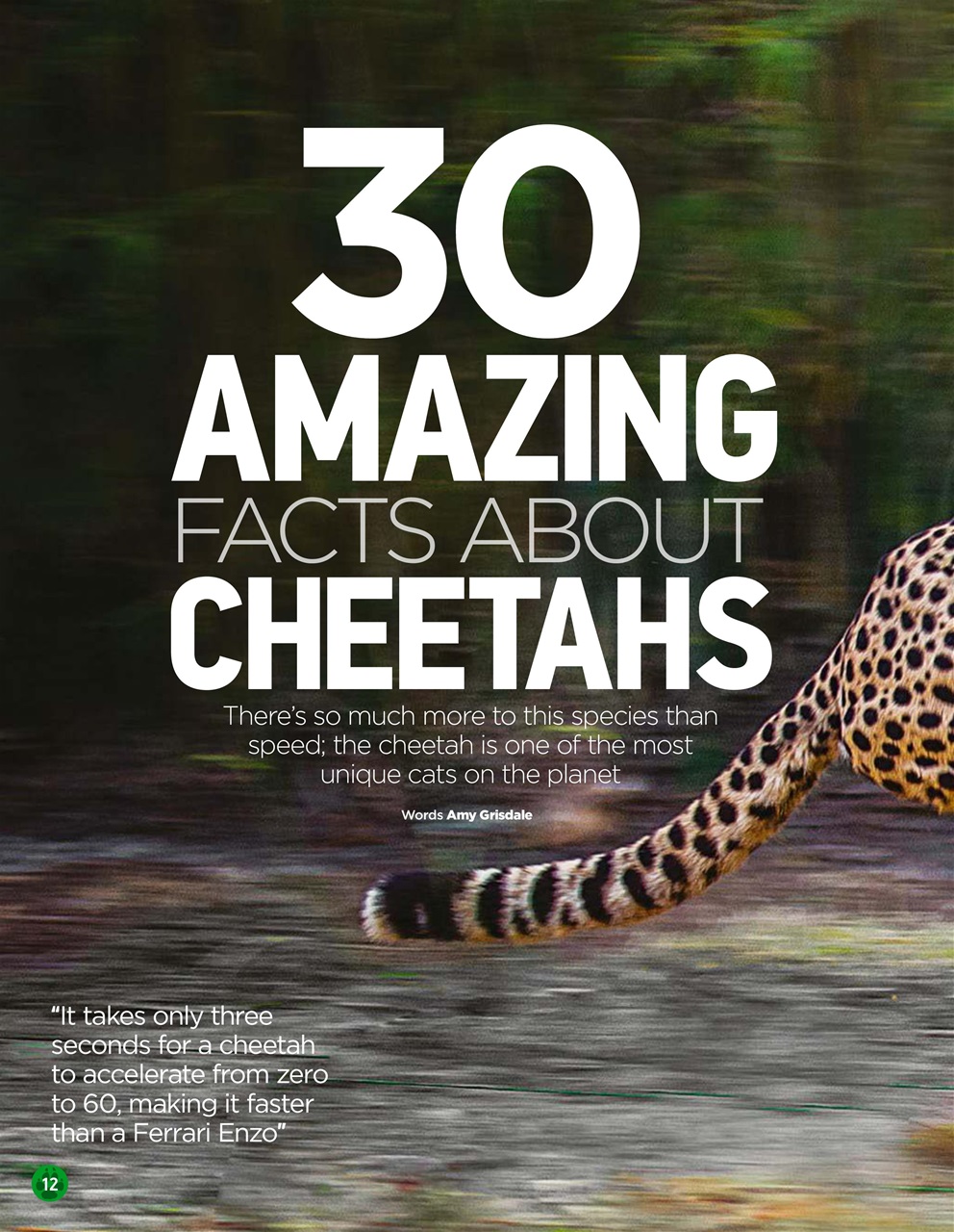 World of Animals Preview Pages