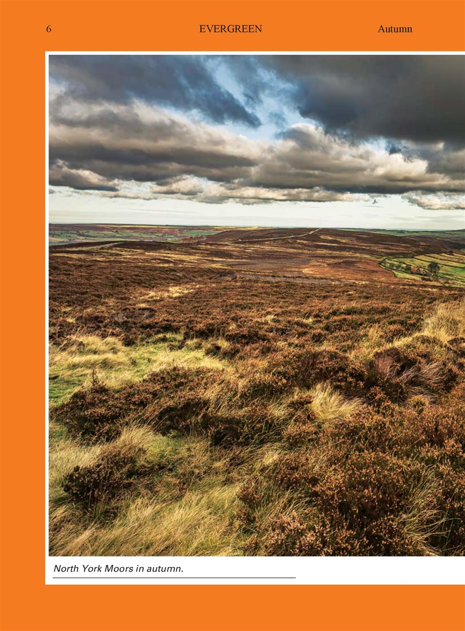 Evergreen Preview Pages