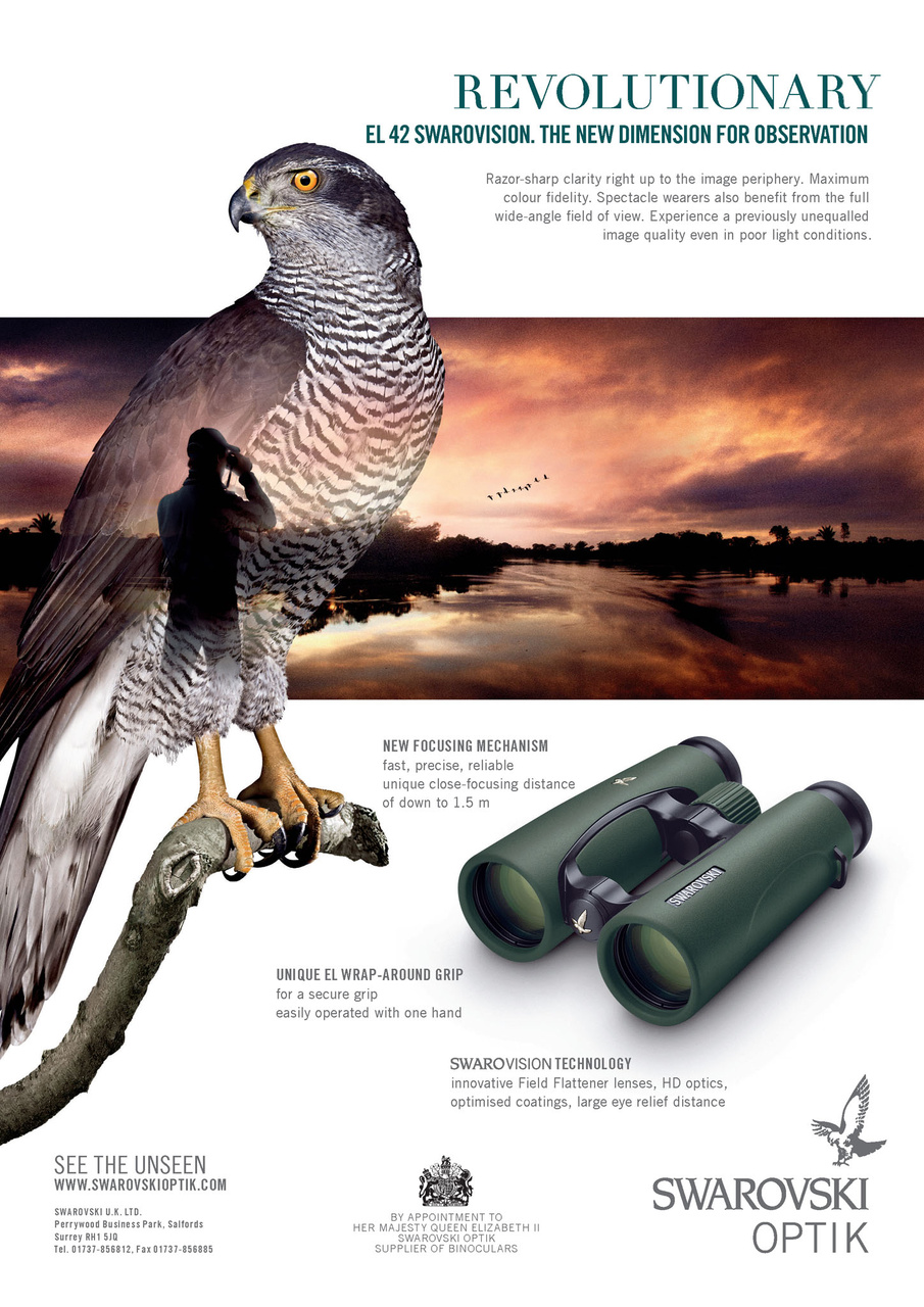 Birdwatch Magazine Preview Pages