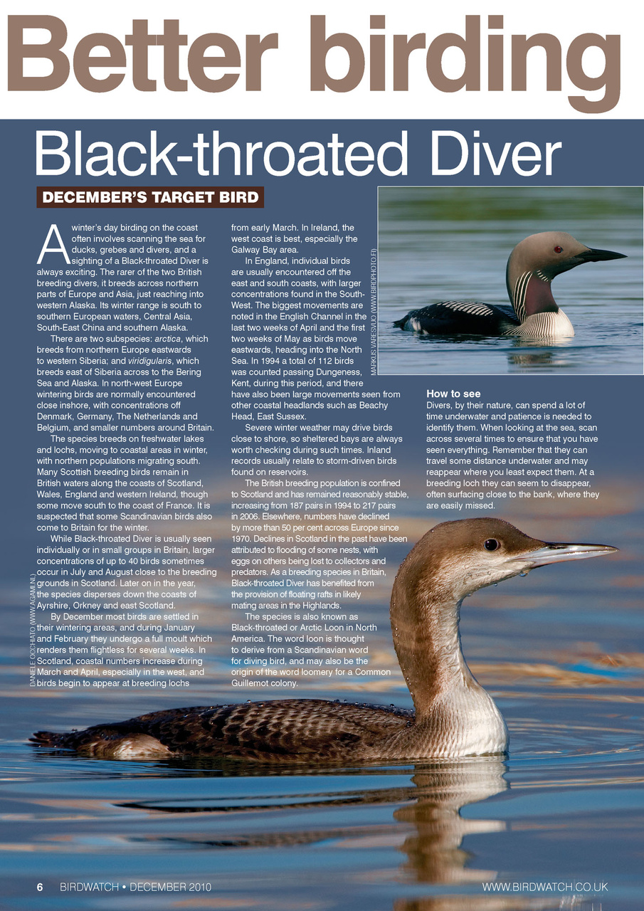 Birdwatch Magazine Preview Pages