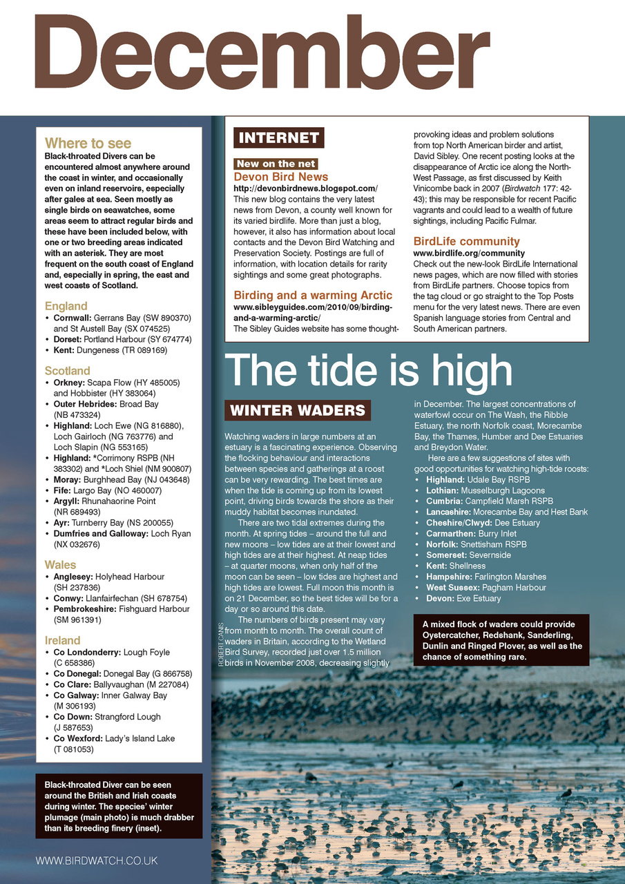 Birdwatch Magazine Preview Pages