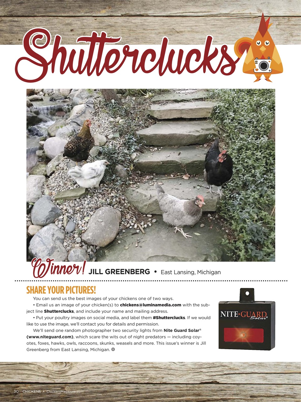 Chickens Magazine Preview Pages