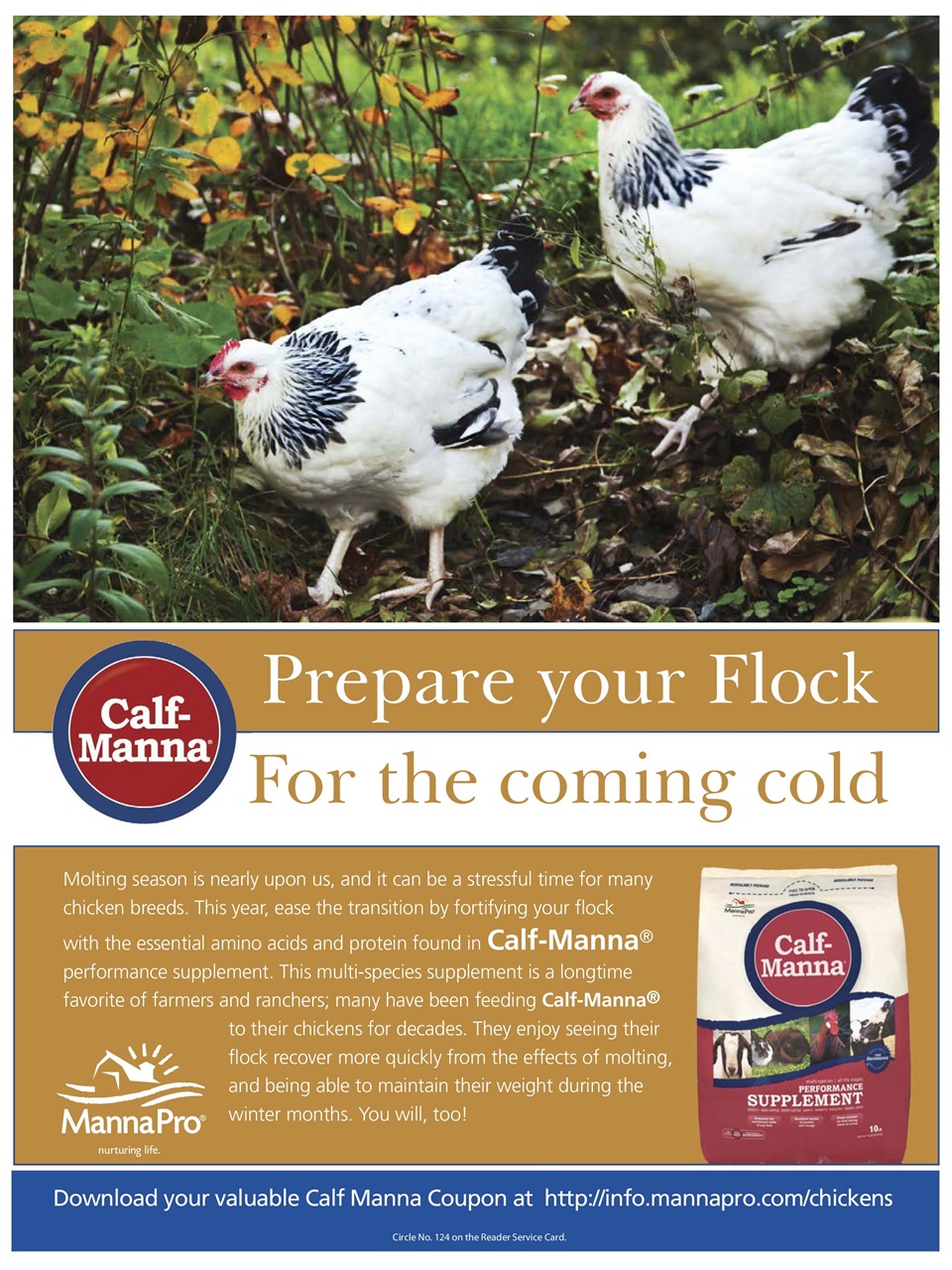 Chickens Magazine Preview Pages