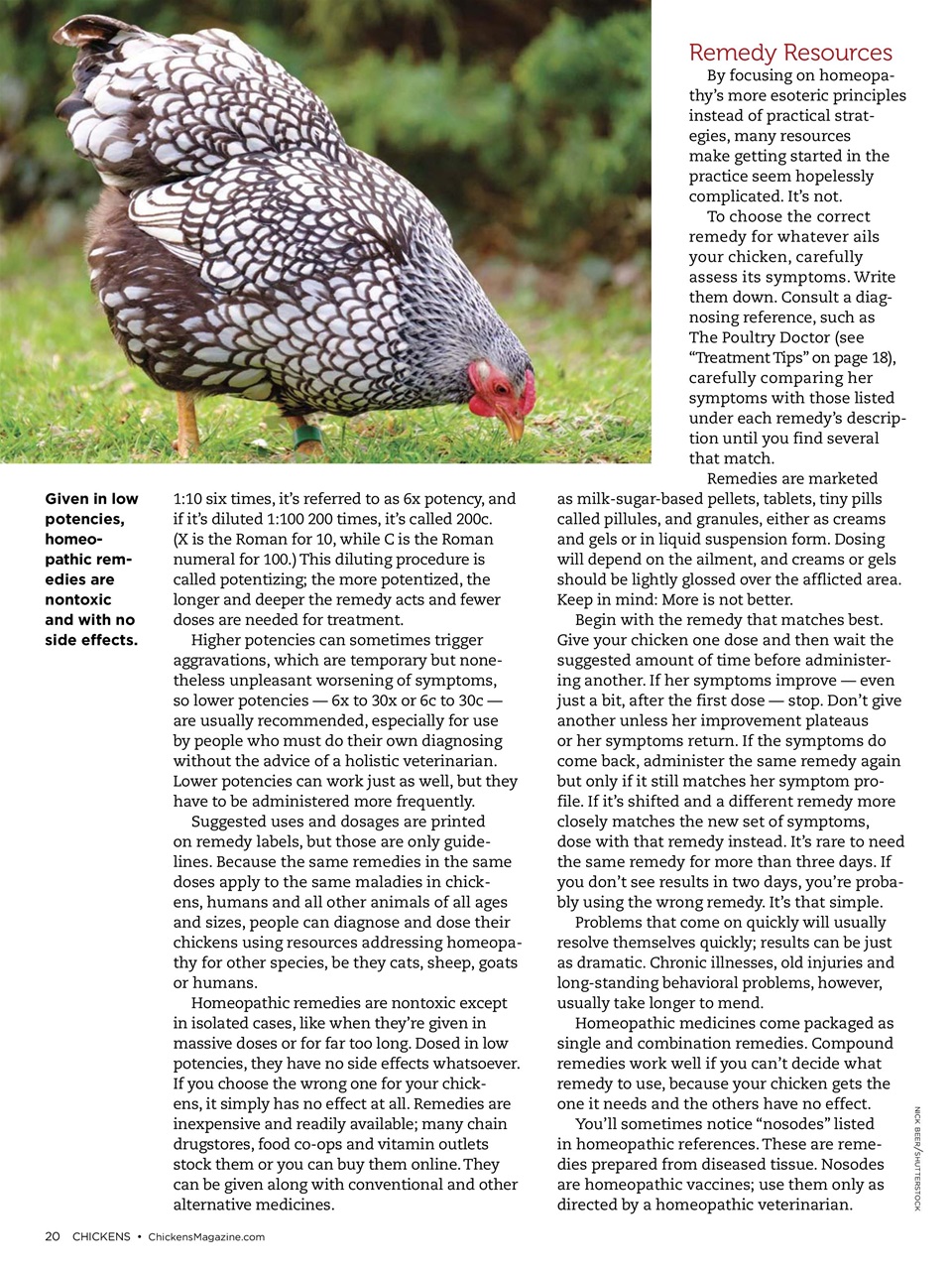 Chickens Magazine Preview Pages