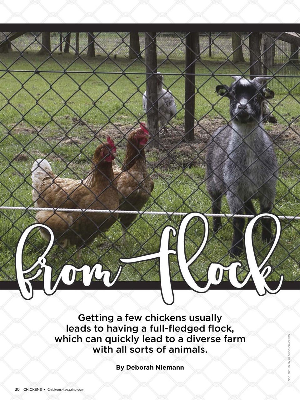 Chickens Magazine Preview Pages