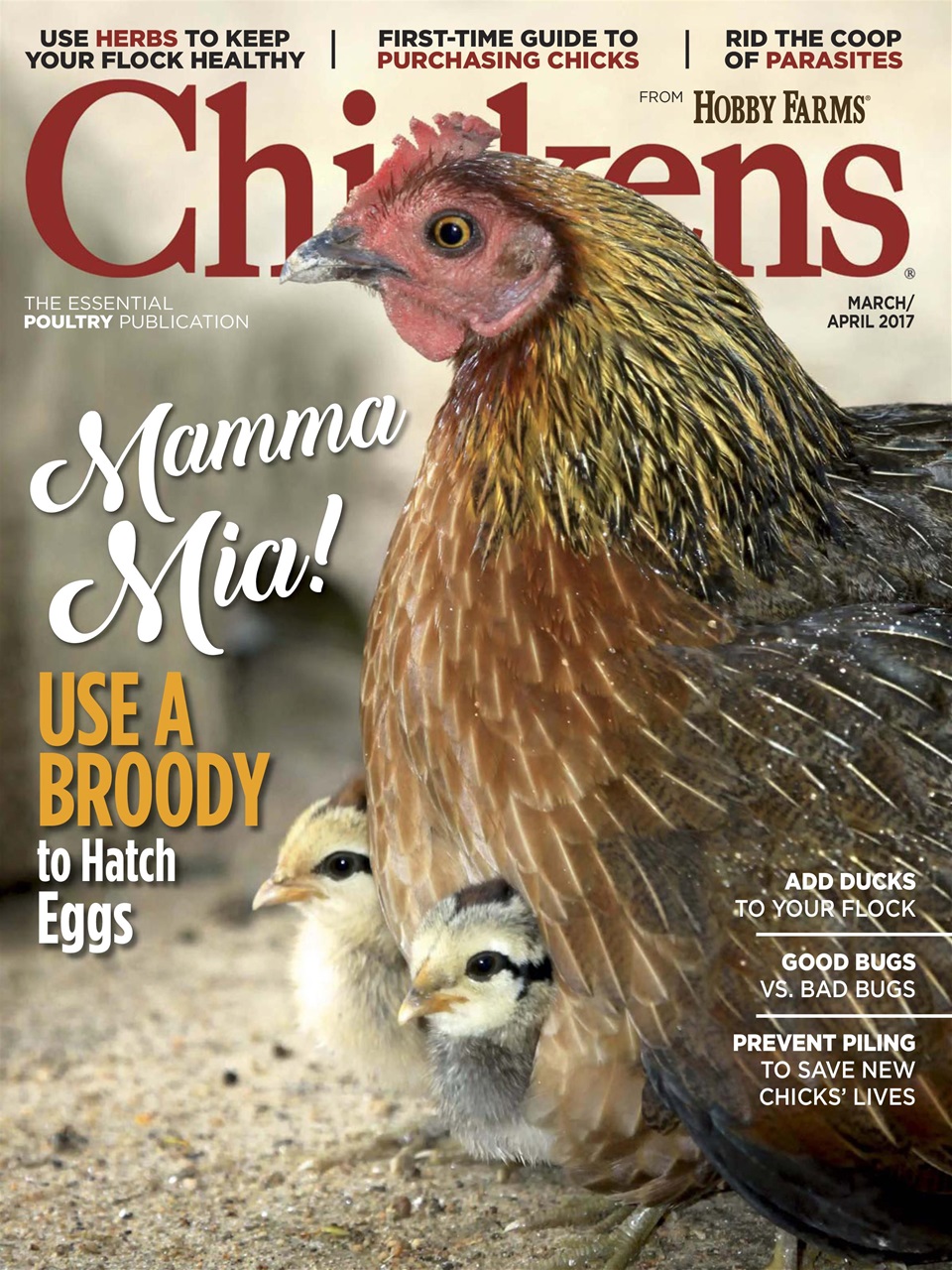Chickens Magazine Preview Pages