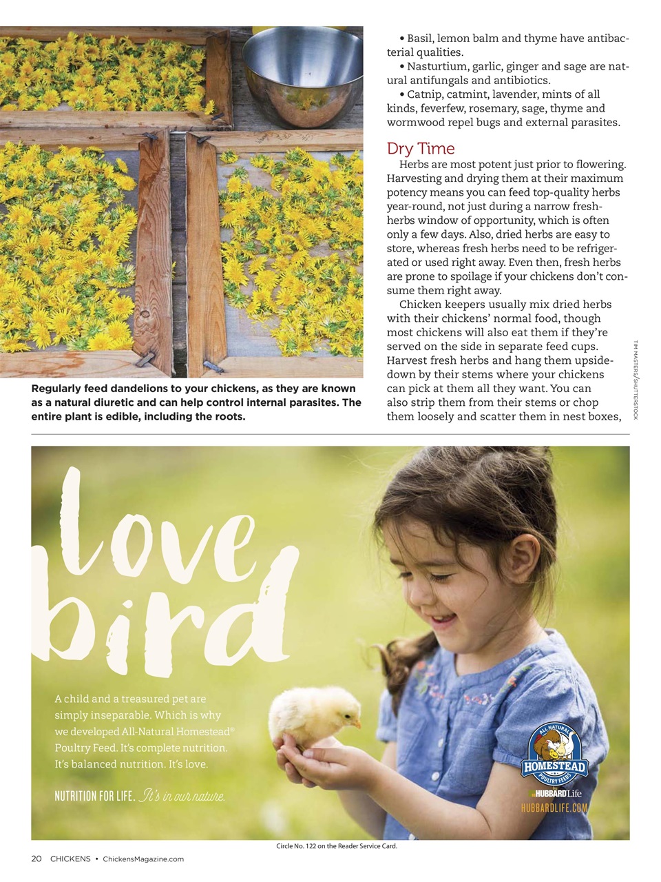 Chickens Magazine Preview Pages