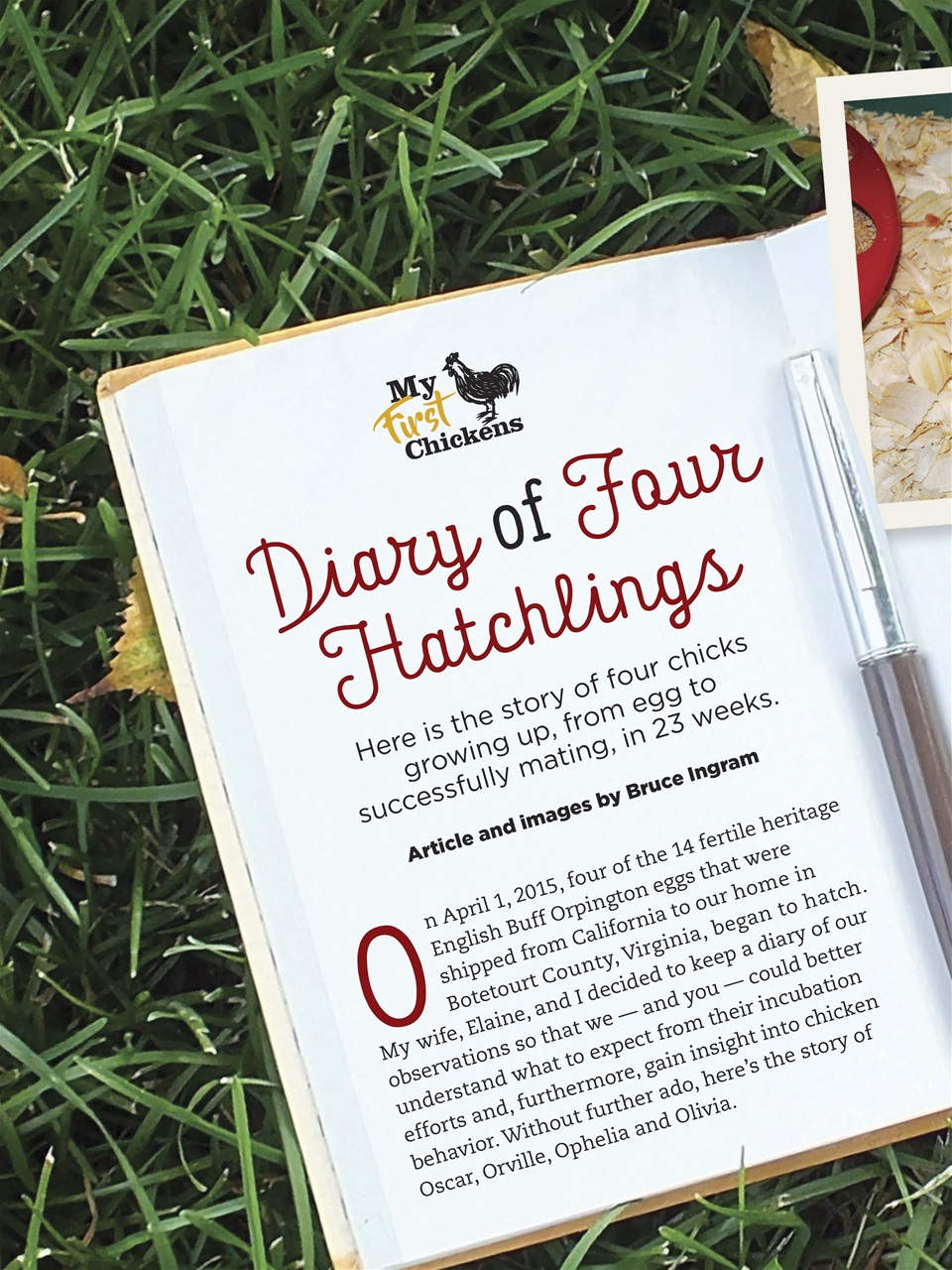 Chickens Magazine Preview Pages