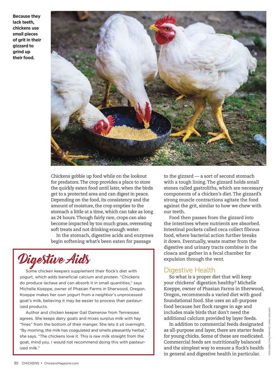 Chickens Magazine Preview Pages