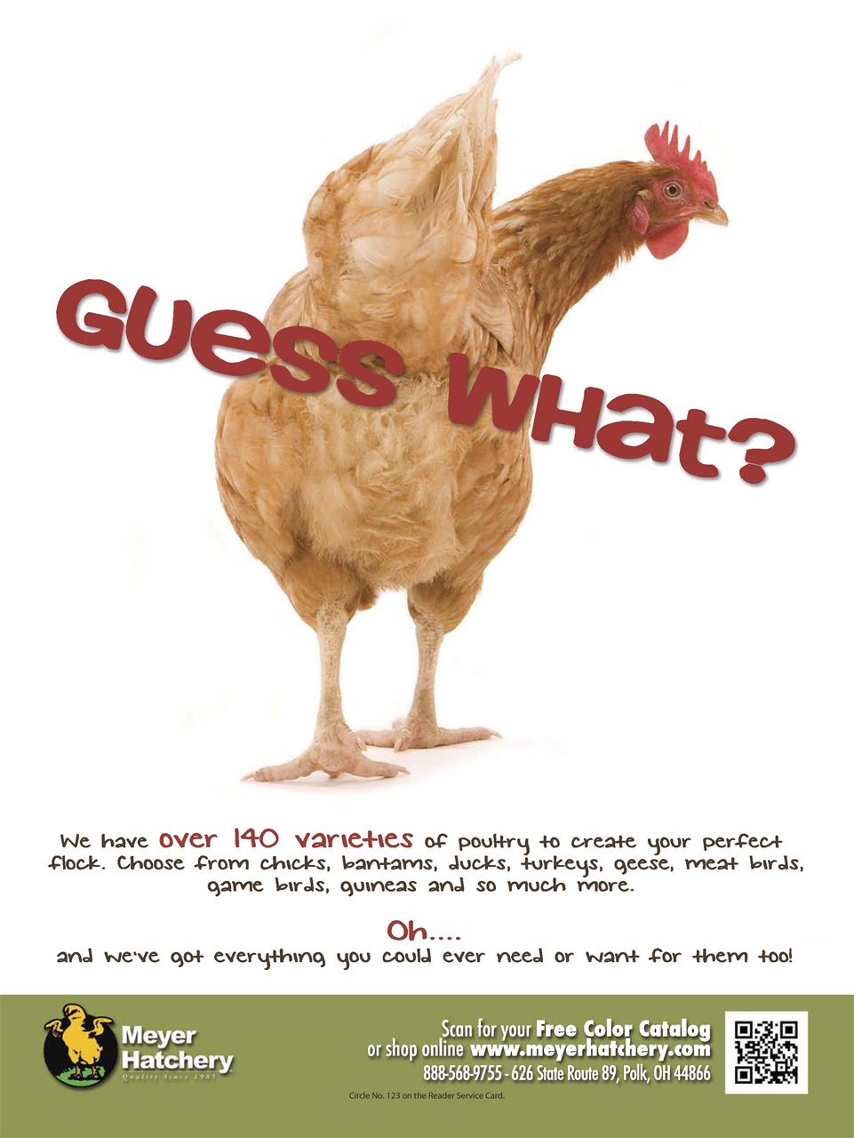 Chickens Magazine Preview Pages