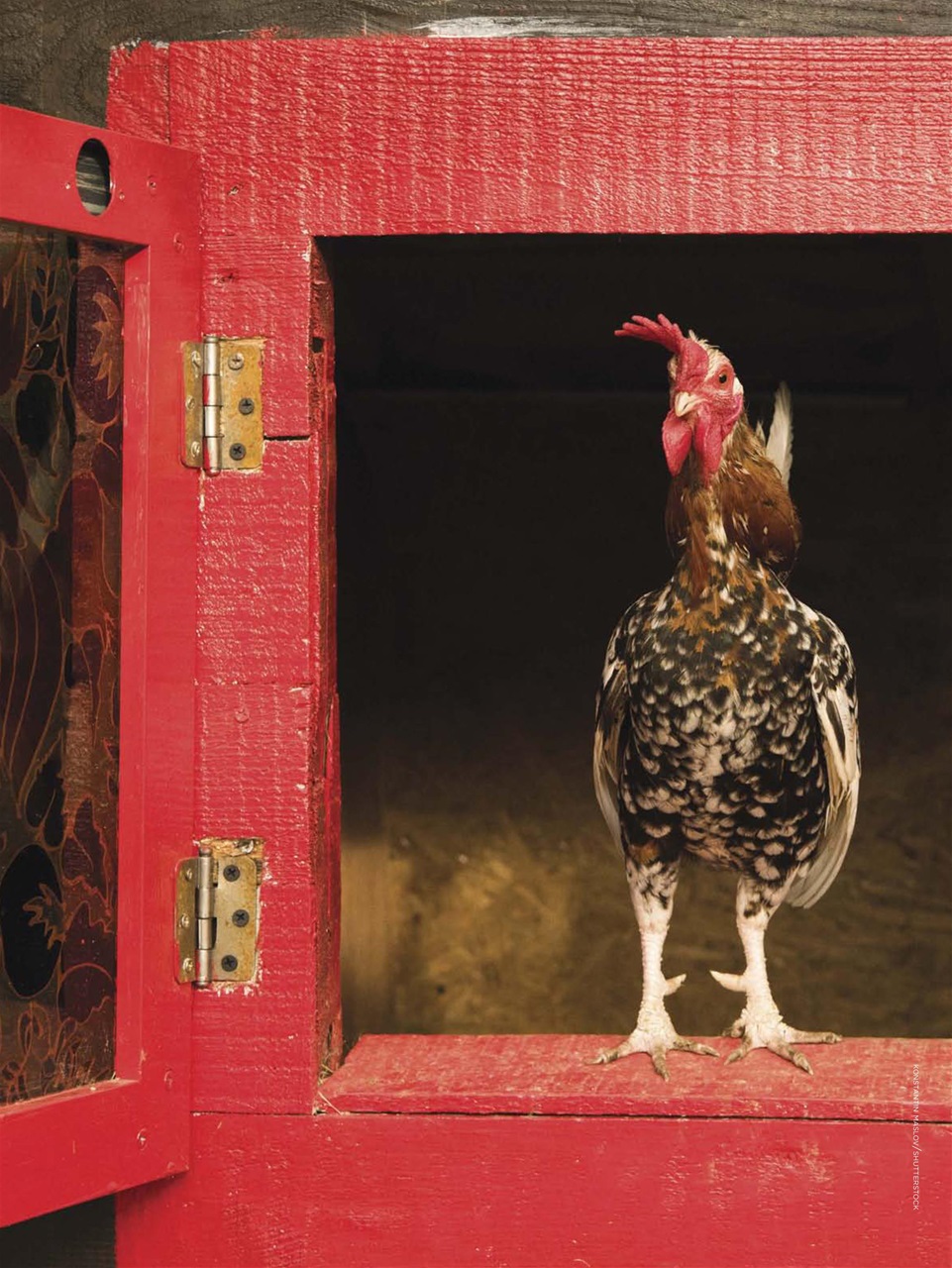 Chickens Magazine Preview Pages