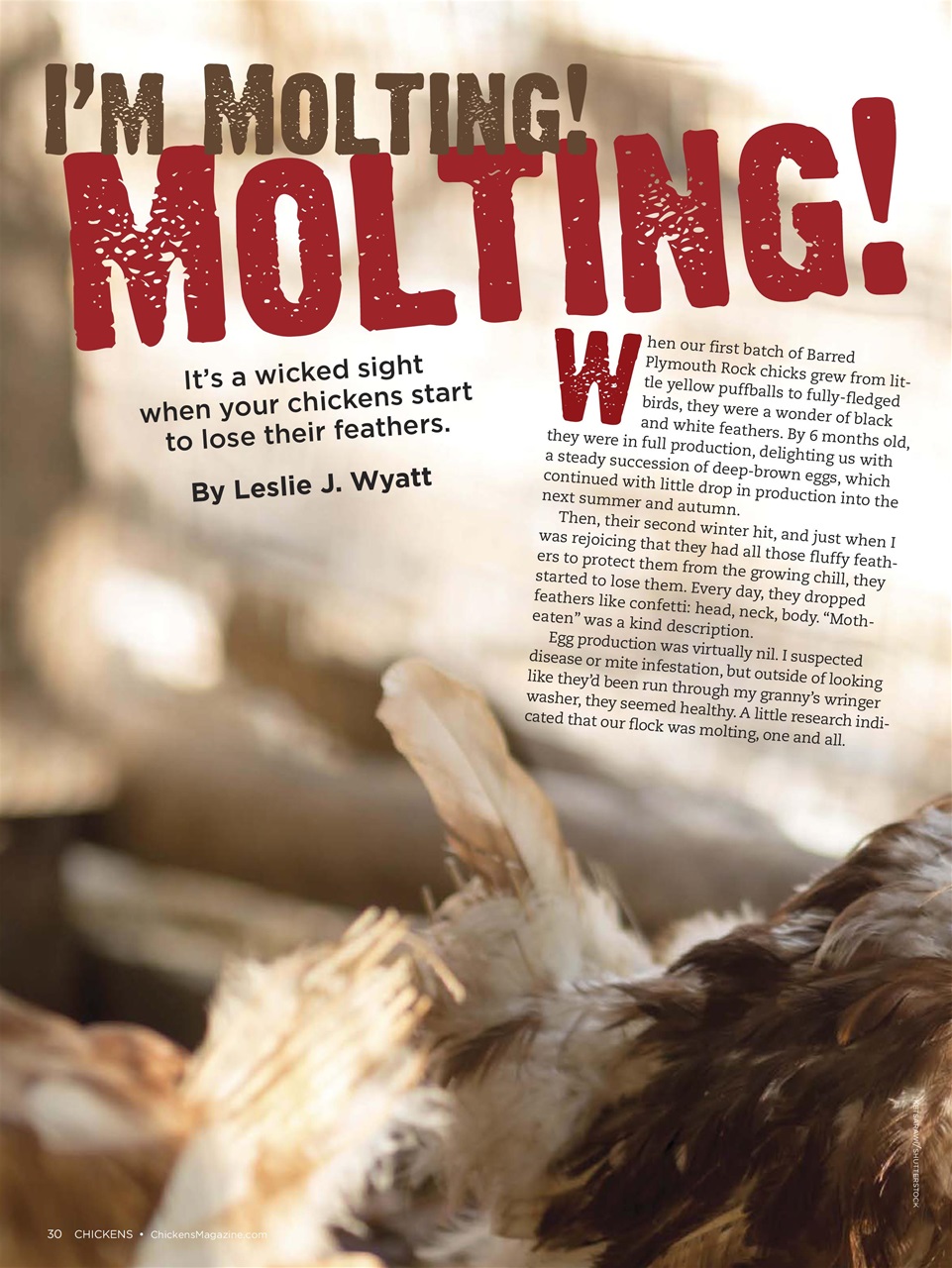 Chickens Magazine Preview Pages