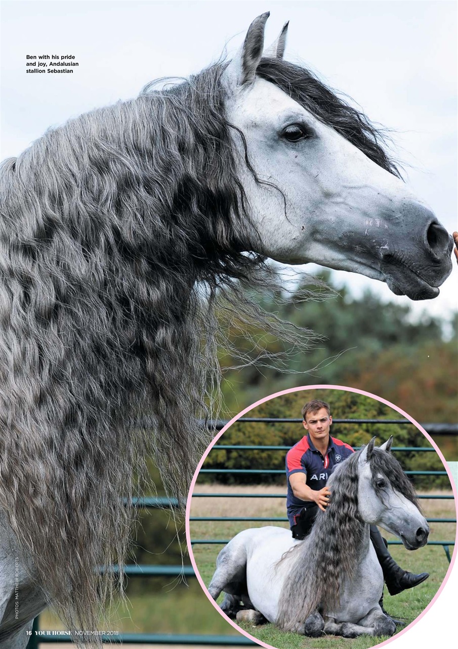 Your Horse Preview Pages