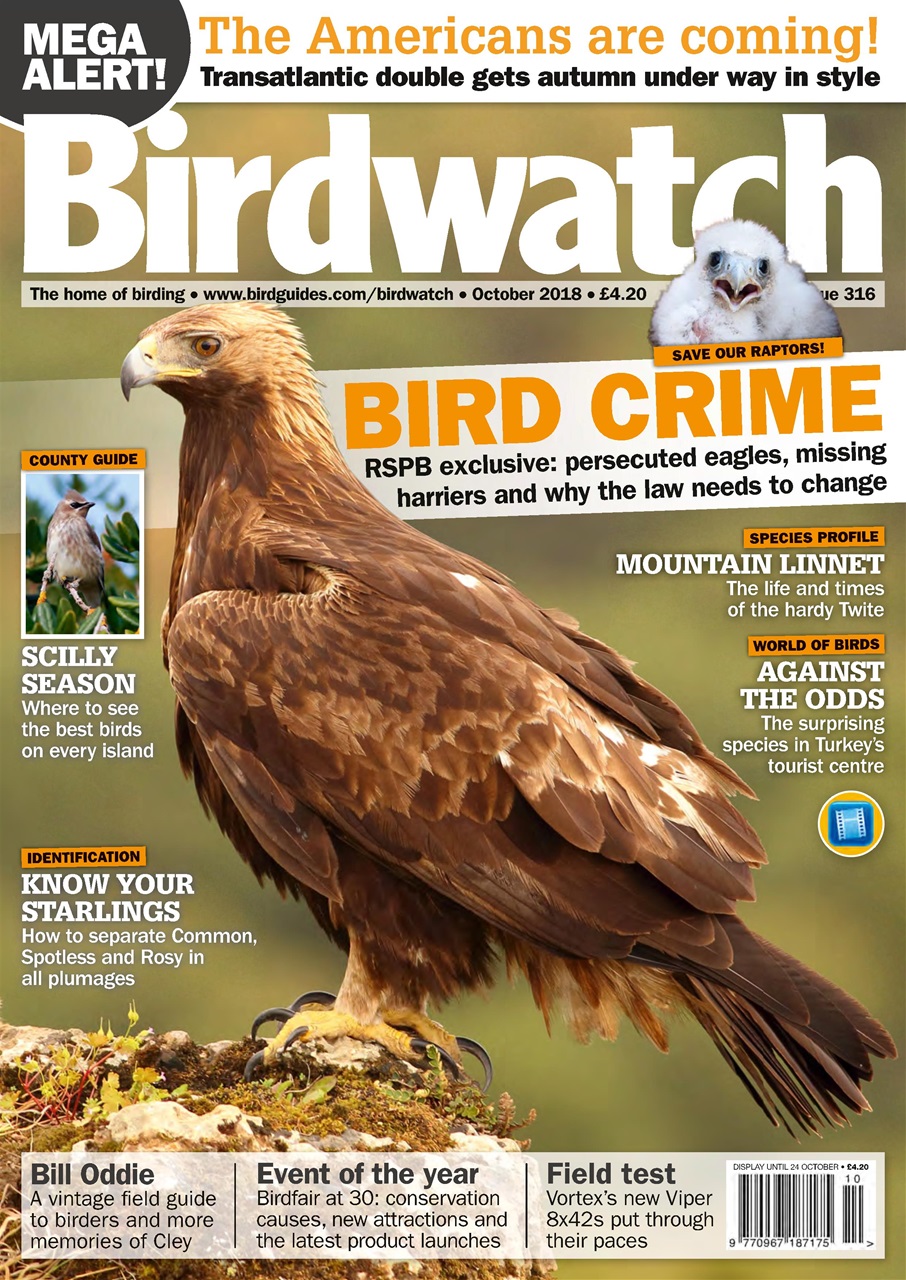 Birdwatch Magazine Preview Pages
