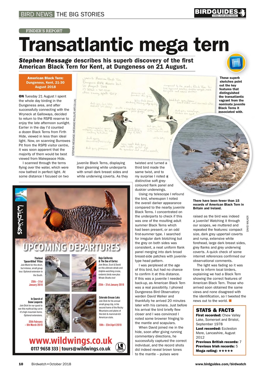 Birdwatch Magazine Preview Pages