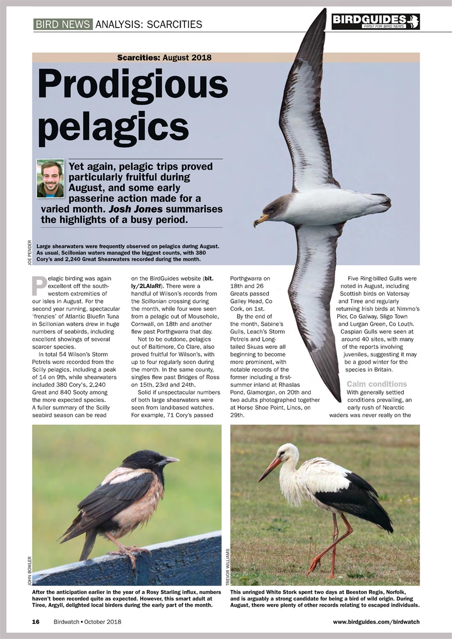 Birdwatch Magazine Preview Pages
