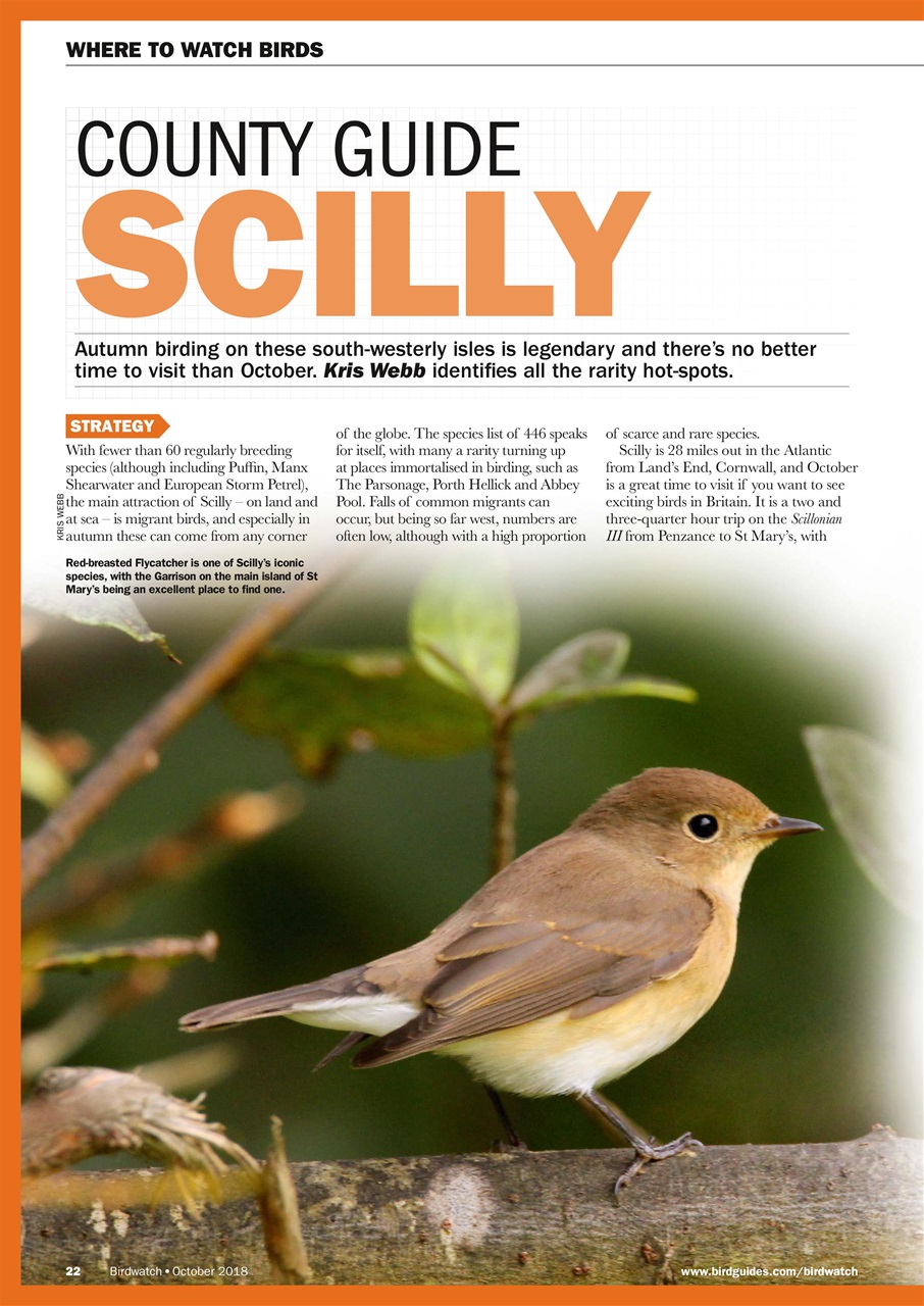 Birdwatch Magazine Preview Pages