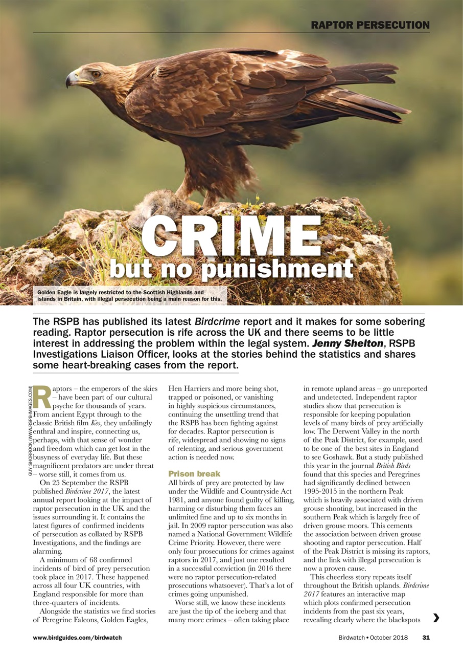Birdwatch Magazine Preview Pages