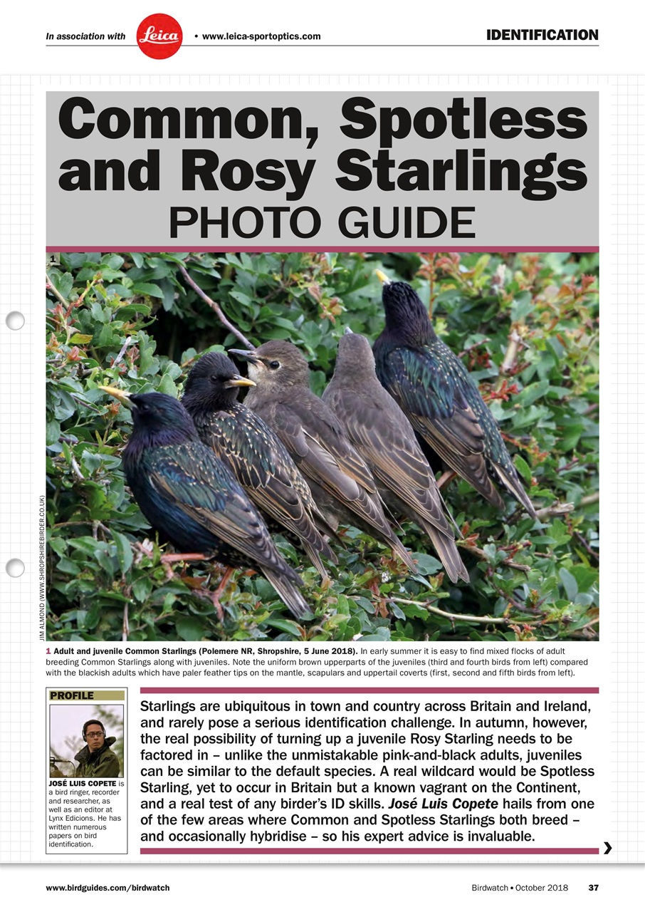 Birdwatch Magazine Preview Pages