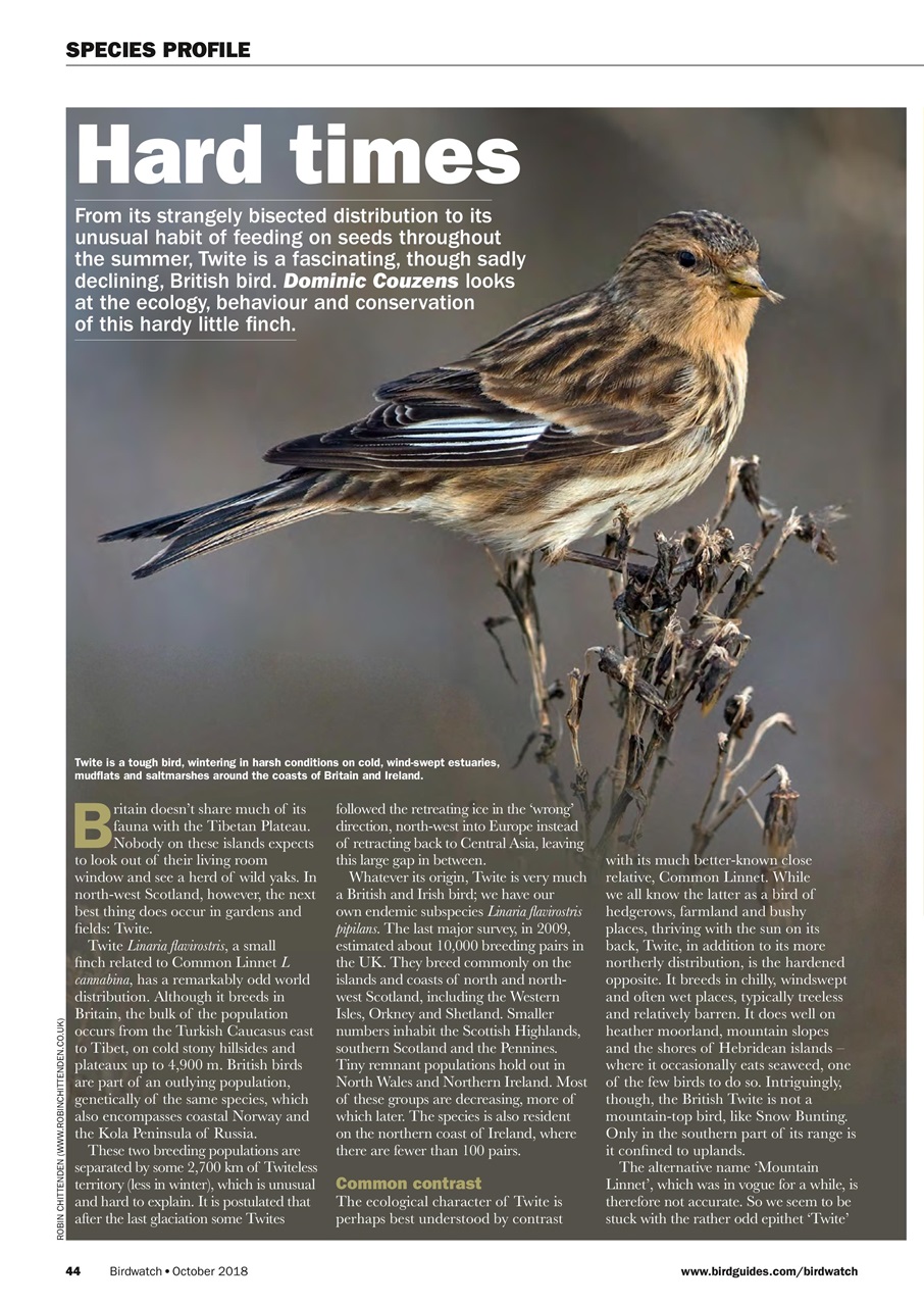 Birdwatch Magazine Preview Pages