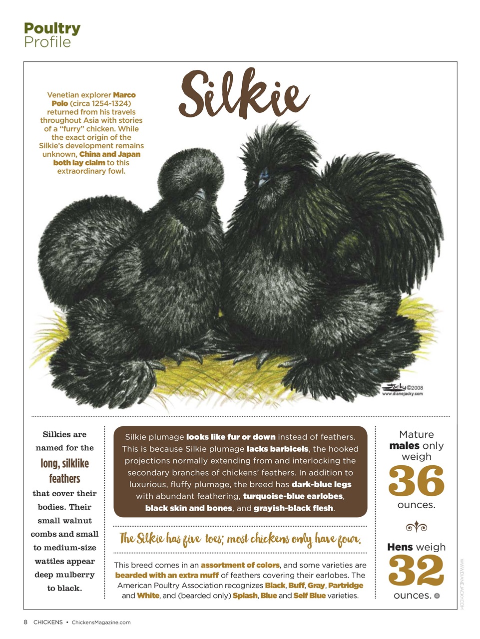 Chickens Magazine Preview Pages