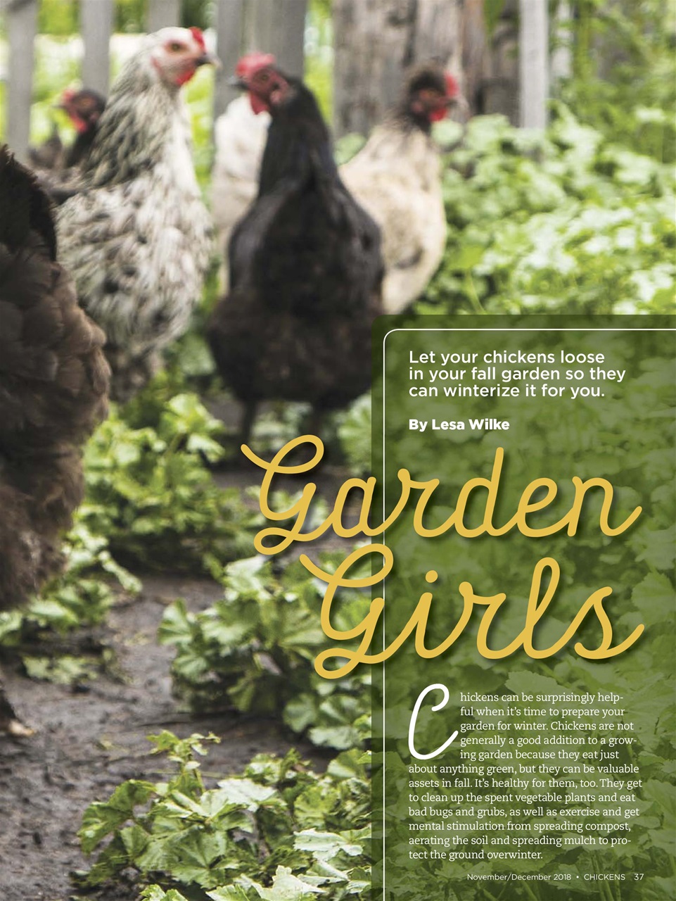 Chickens Magazine Preview Pages