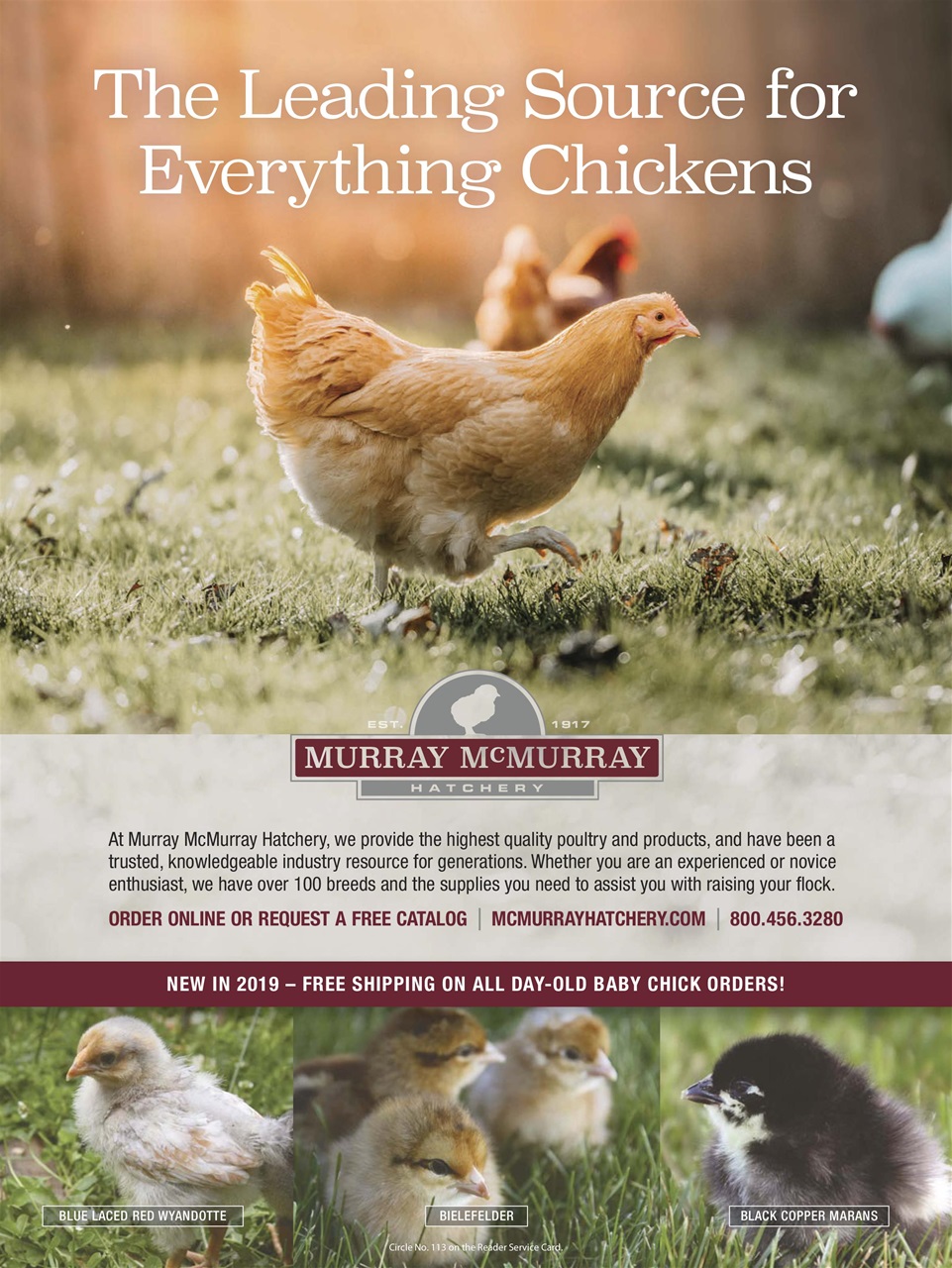 Chickens Magazine Preview Pages